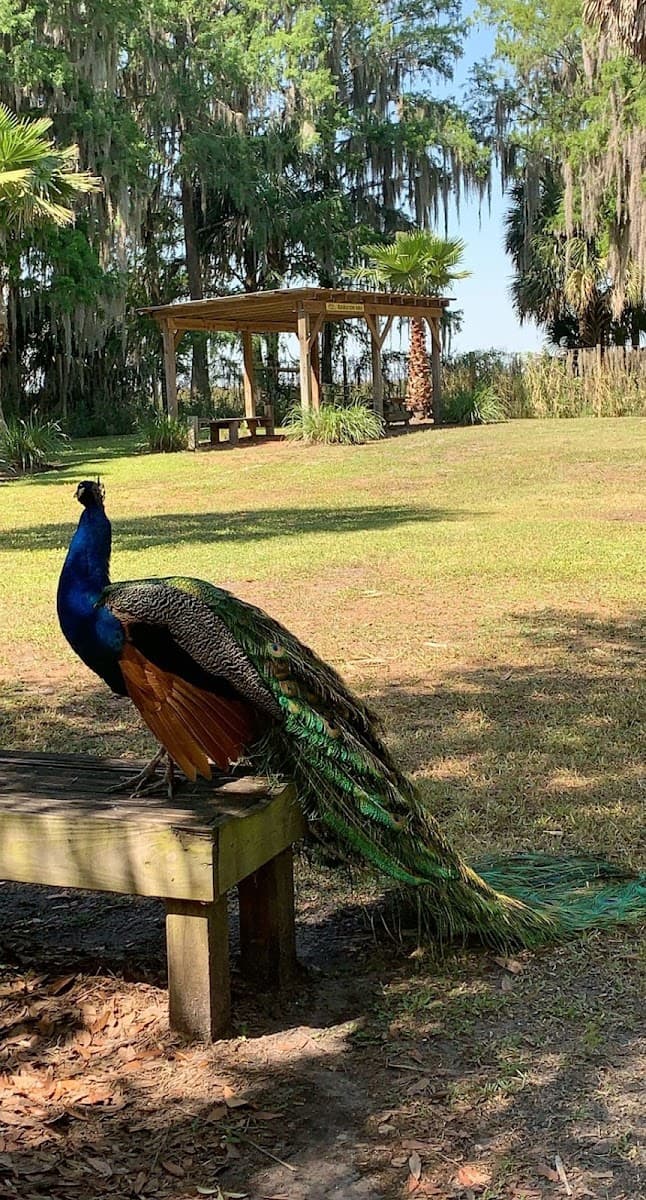 Wild Florida Adventure Park — photo 1 of 1