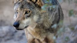 Arizona-Sonora Desert Museum