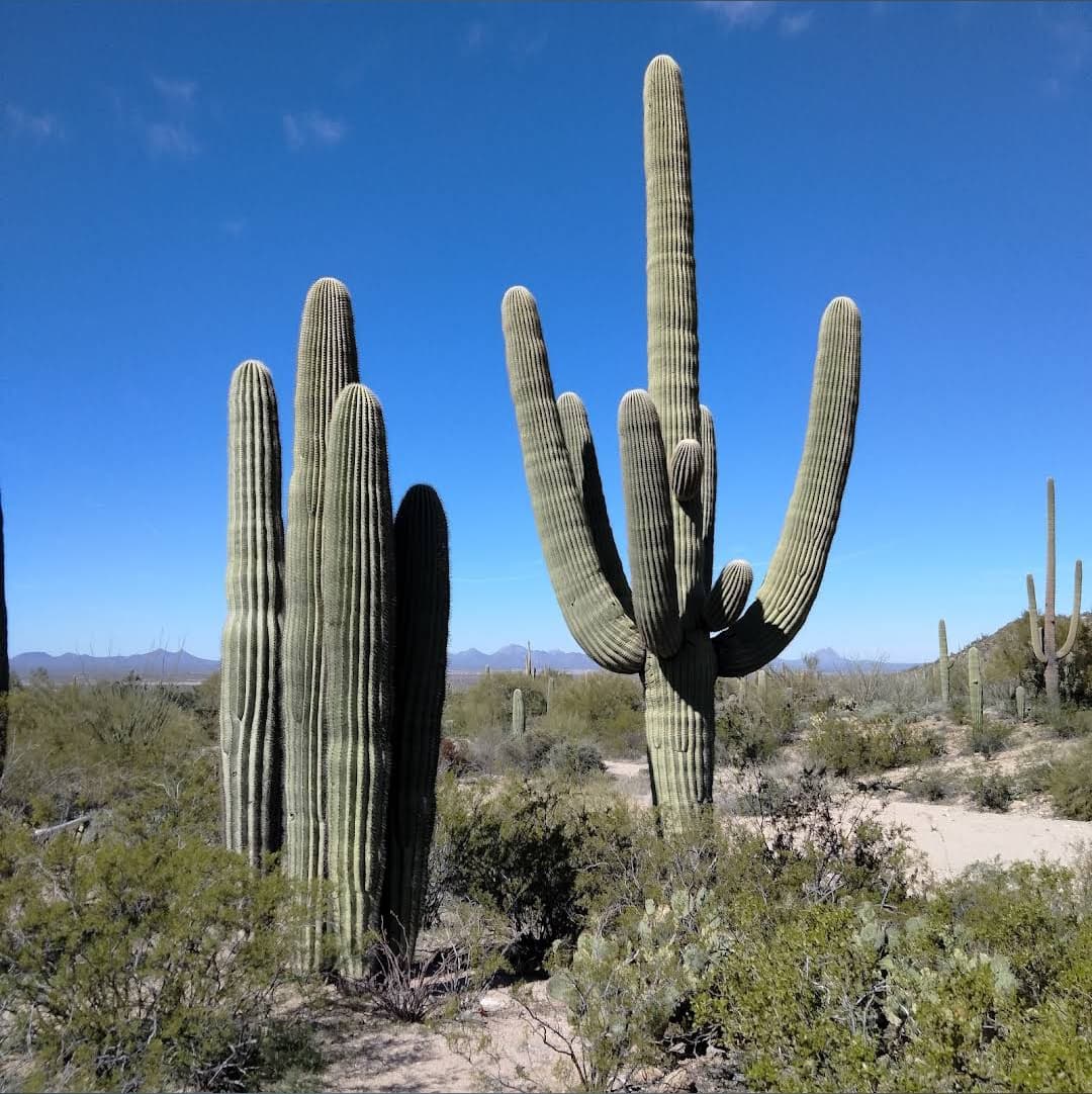 Arizona-Sonora Desert Museum — photo 1 of 1