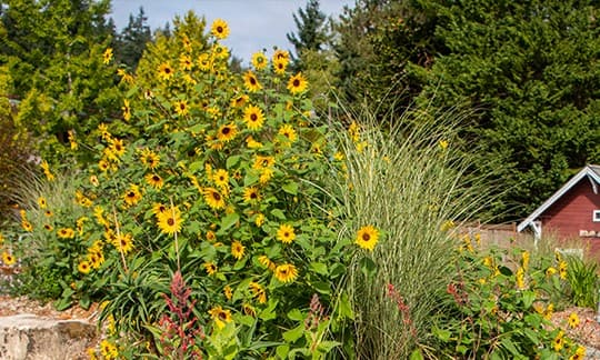 Point Defiance Zoo Botanical Gardens