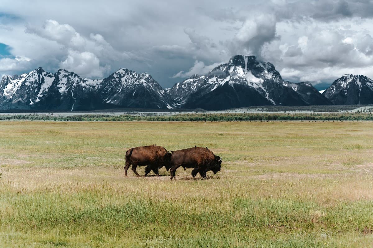Wildlife Expeditions of Teton Science Schools — photo 1 of 2