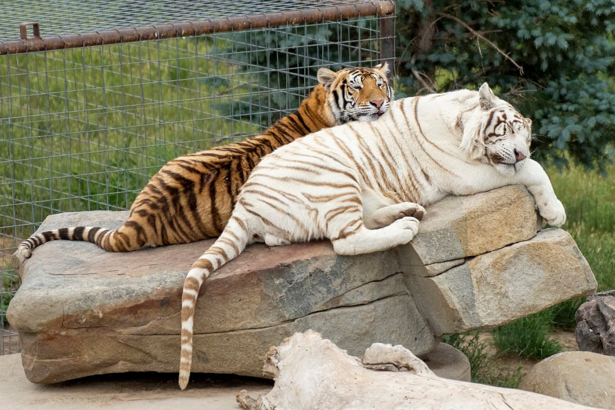 The Wild Animal Sanctuary — photo 1 of 1