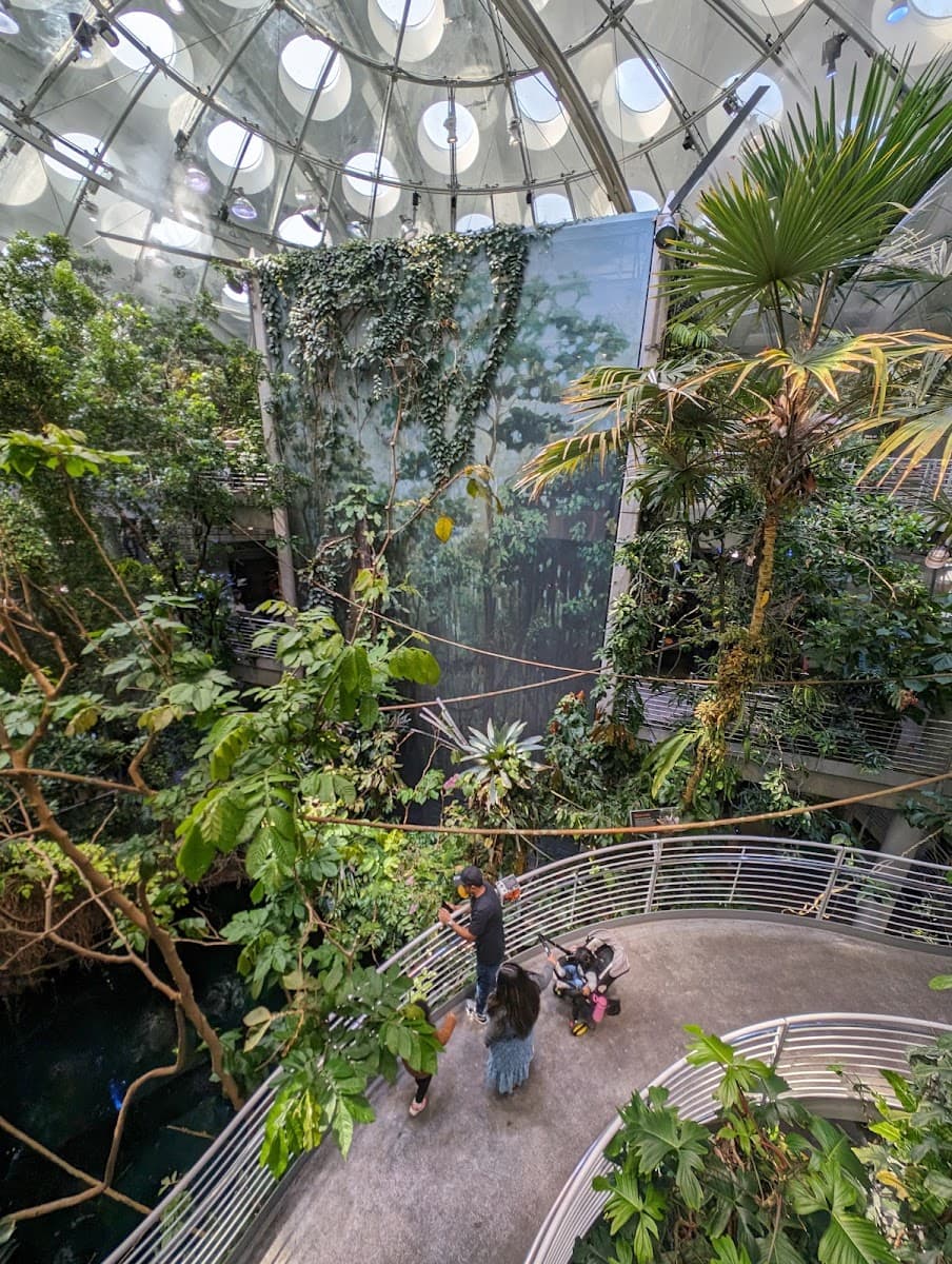 Osher Rainforest at the California Academy of Sciences — photo 1 of 1