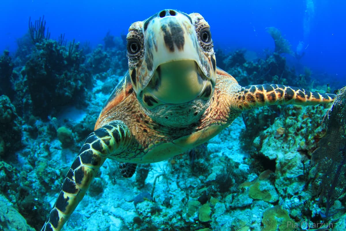 Made in Water Excursions - Snorkelling, Underwater photos and Diving in Bahamas