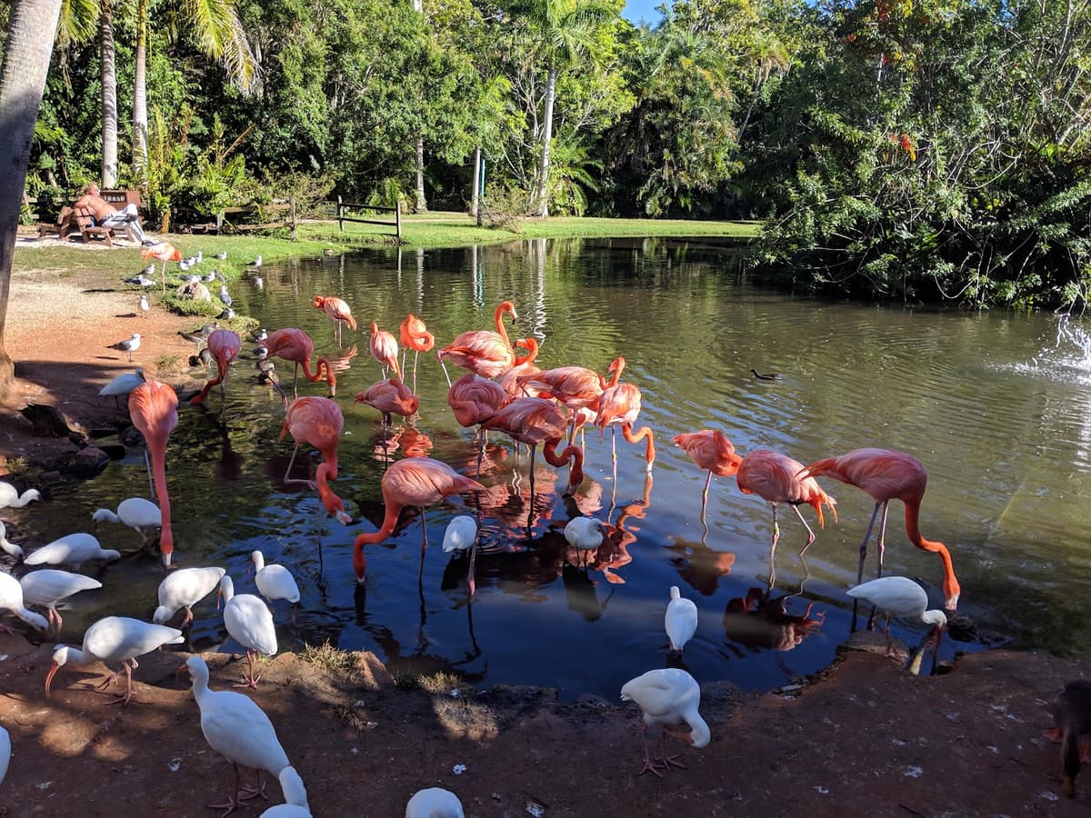 Sarasota Jungle Gardens — photo 1 of 1