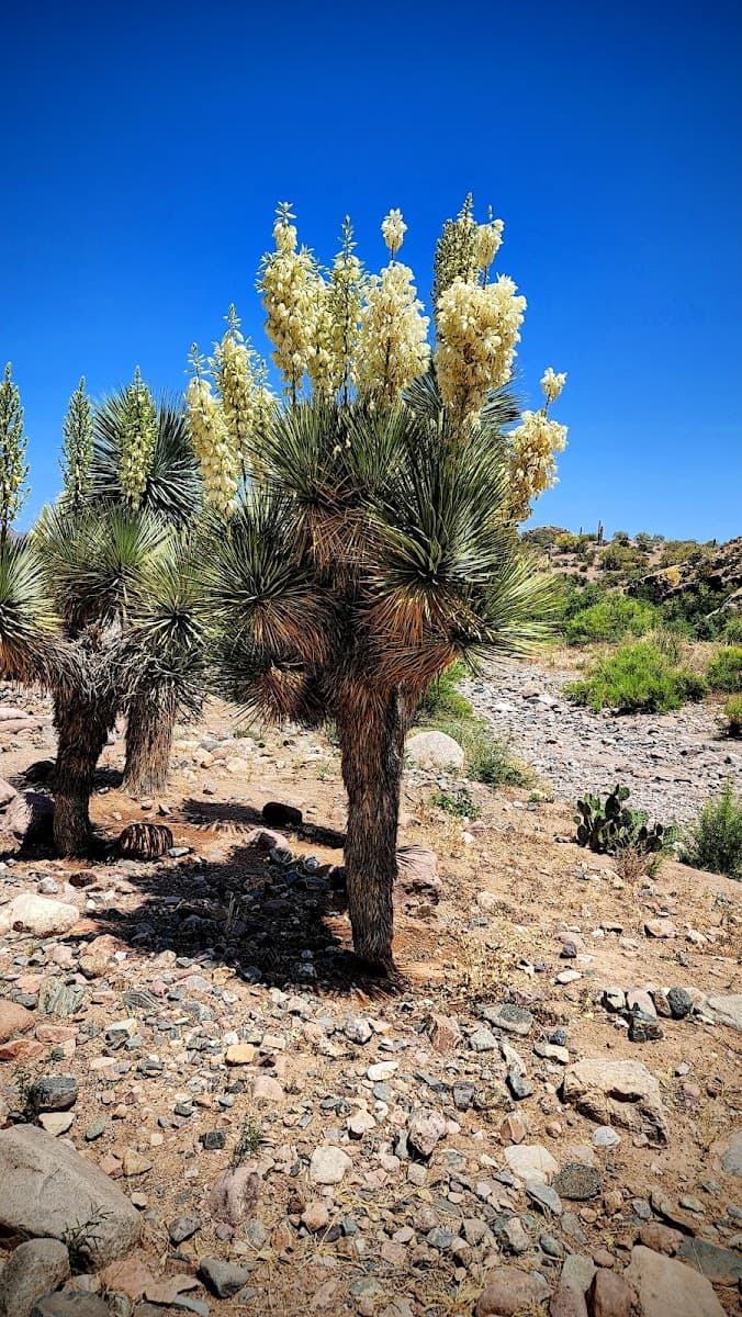 Wallace Desert Garden — photo 1 of 1