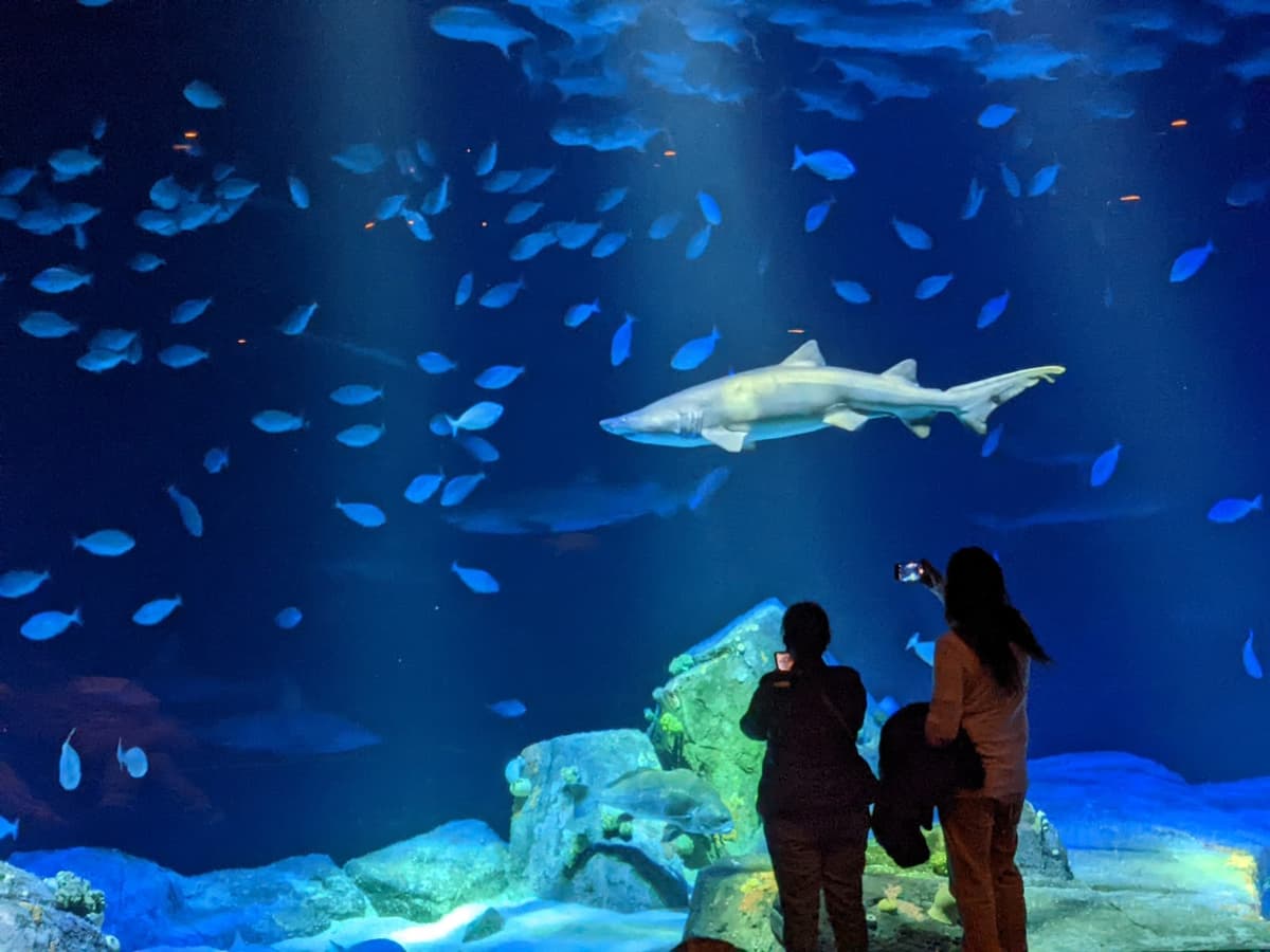 Ocean Wonders: Sharks! — photo 1 of 1