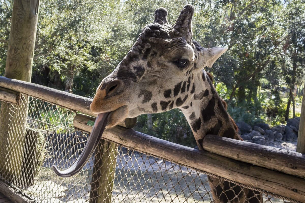 Treetop Trek inside Brevard Zoo