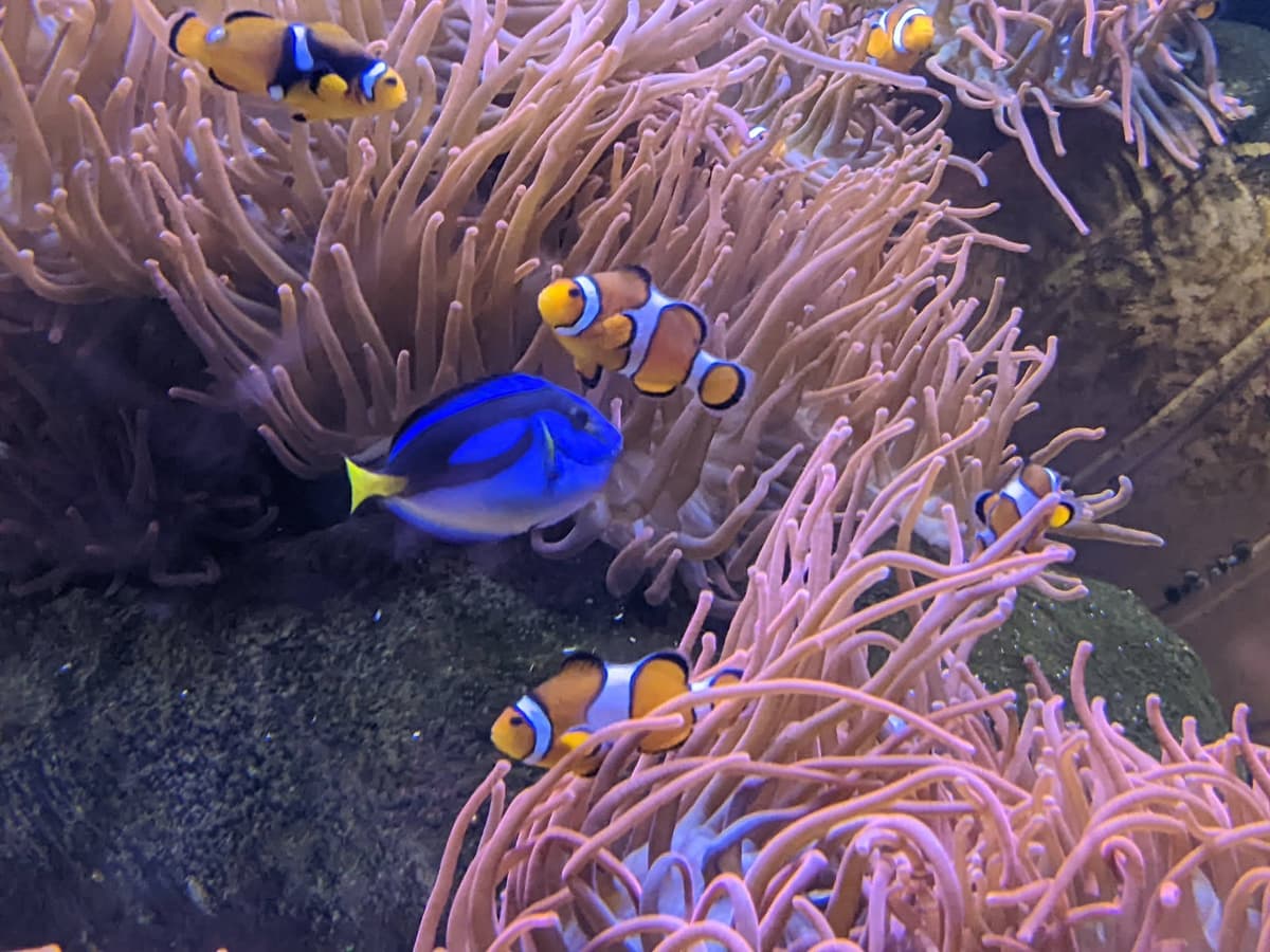 Sea Life Chessington World of Adventures Resort