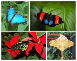 Magic Wings Butterfly Conservatory