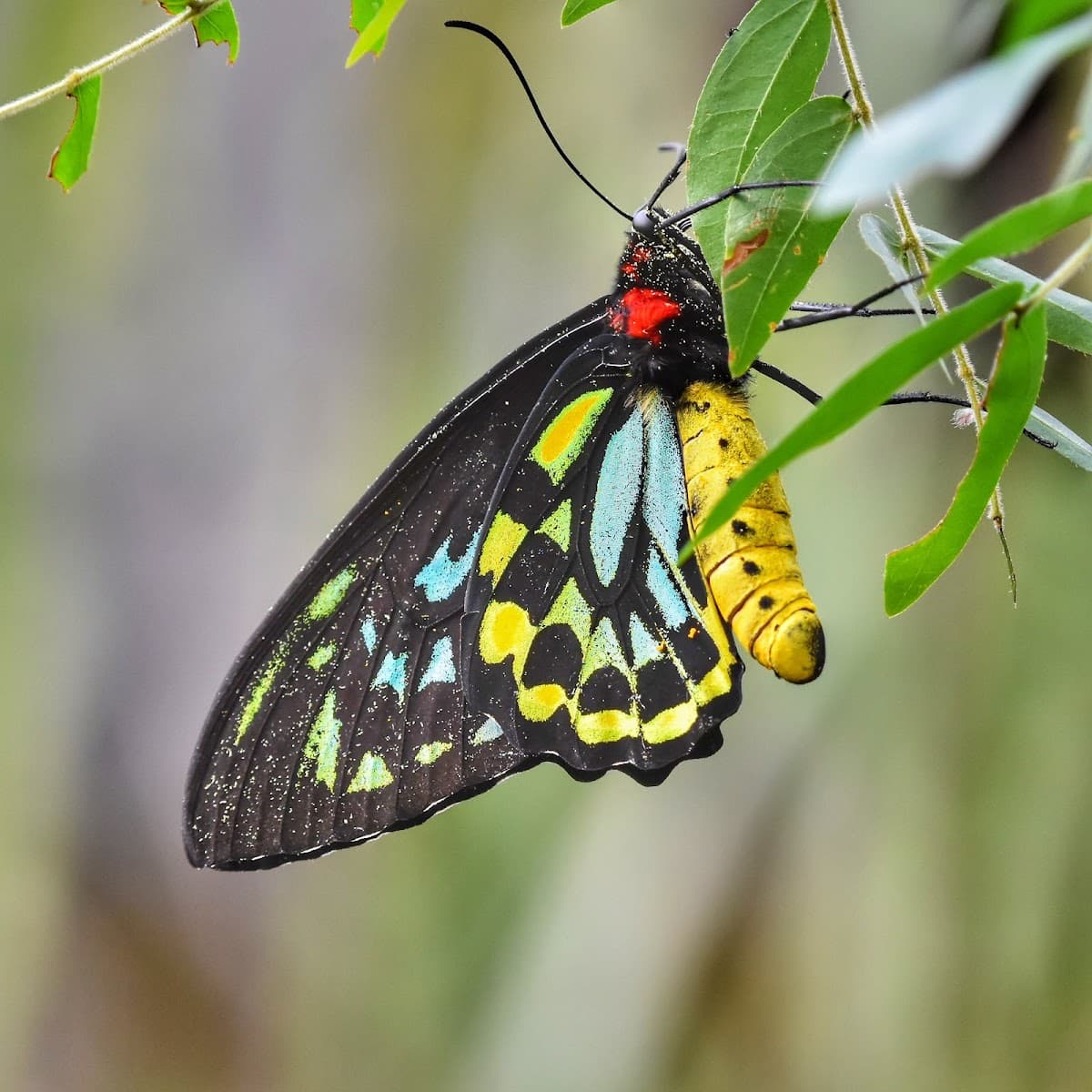 Magic Wings Butterfly Conservatory — photo 1 of 1