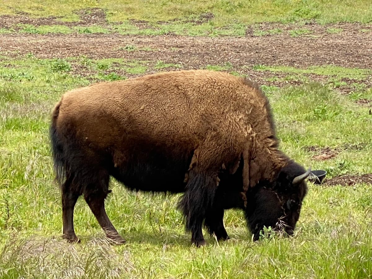 Bison Paddock — photo 1 of 1