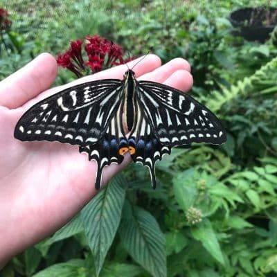 The Maui Butterfly Farm