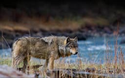 Jackson Hole EcoTour Adventures