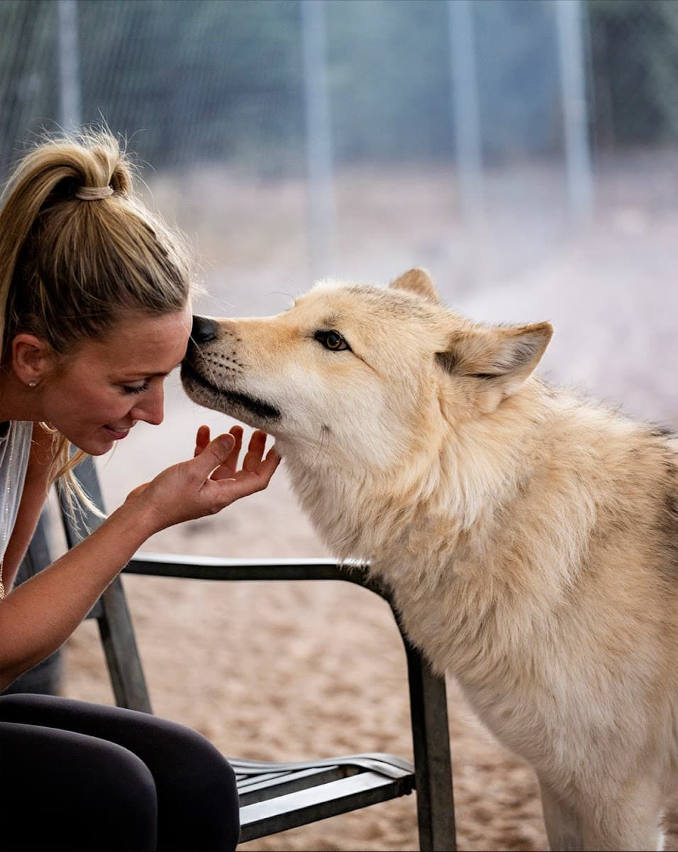 Sedona Wolf Sanctuary — photo 1 of 1