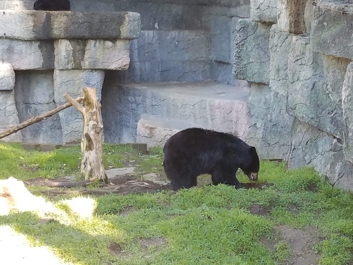 Hearst Grizzly Gulch — photo 1 of 1