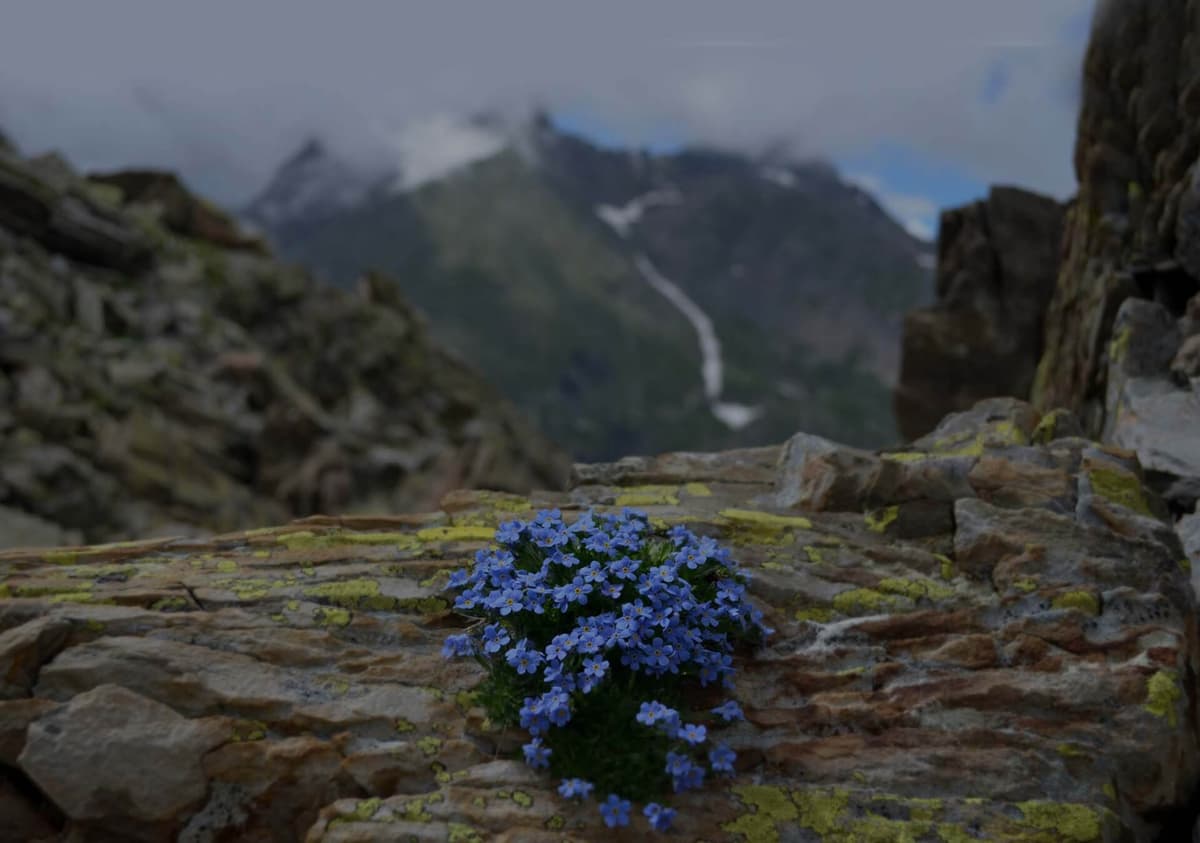 Betty Ford Alpine Gardens
