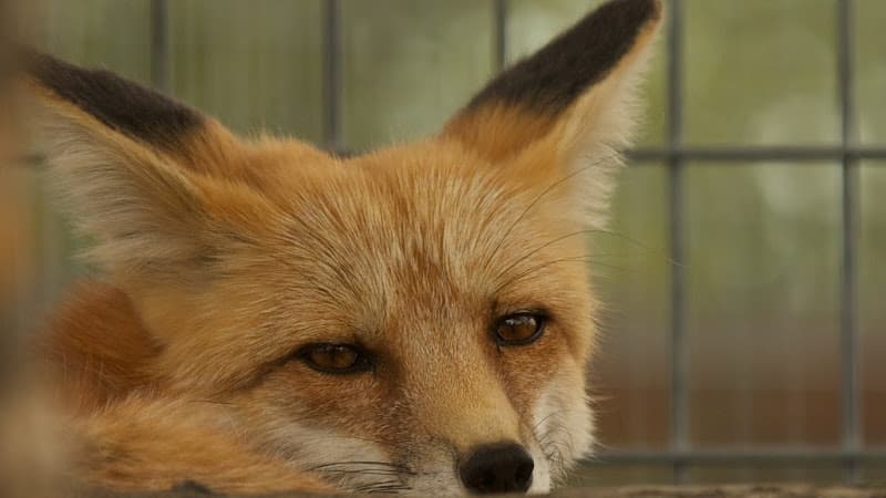 Yellowstone Wildlife Sanctuary