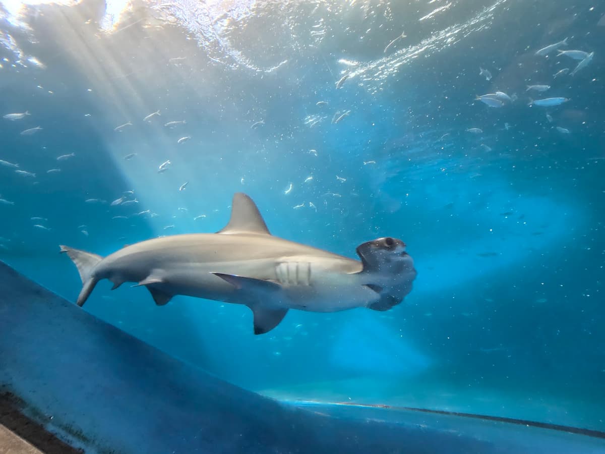 The Dive Aquarium at the Frost Museum — photo 1 of 1