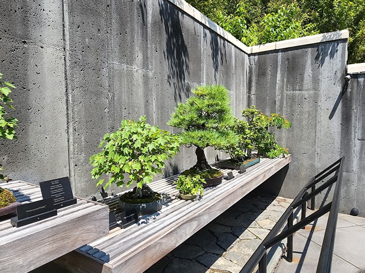 North Carolina Arboretum - Bonsai Exhibition Garden