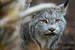 Living Northwest Trail