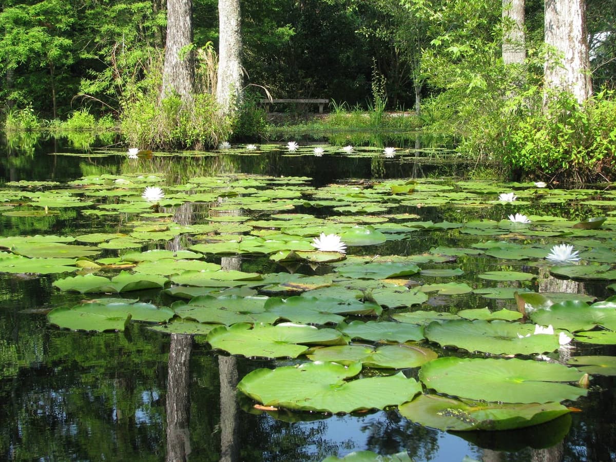 Cypress Gardens