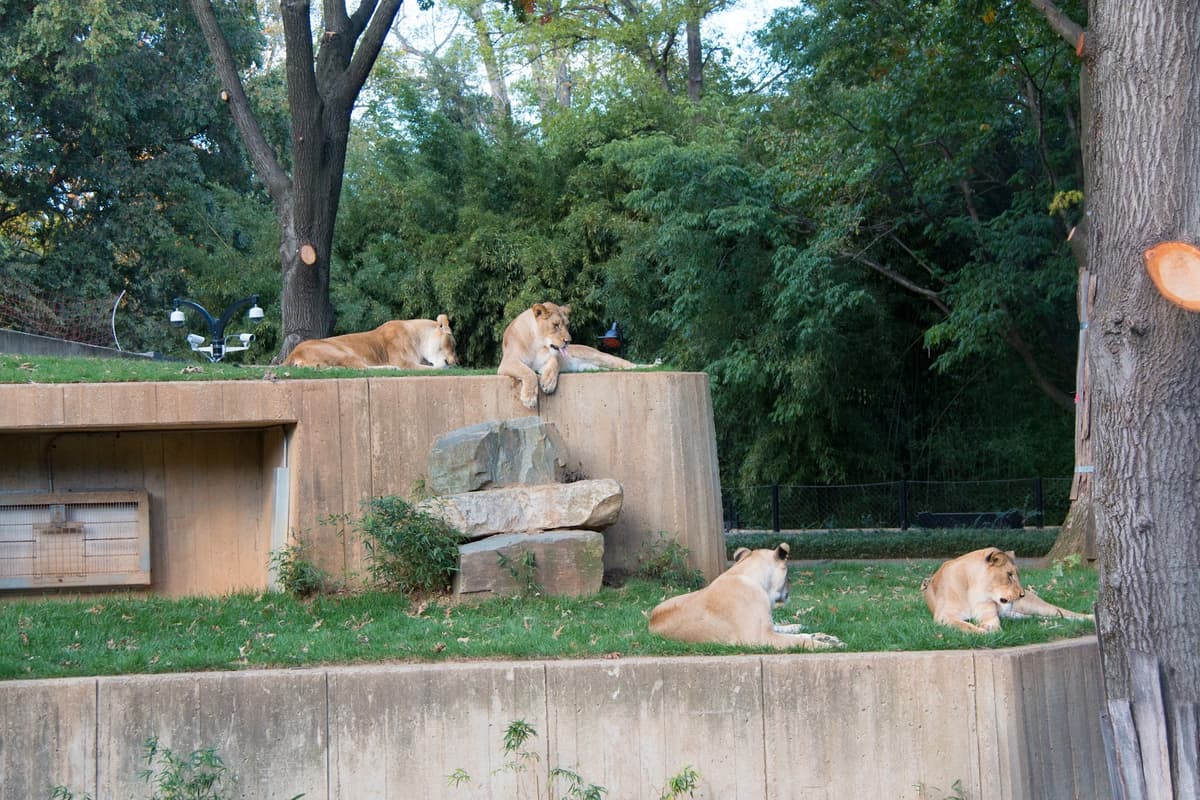 Great Cats Exhibit/Lion and Tiger Hill — photo 1 of 1