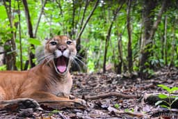 Rescate Wildlife Rescue Center