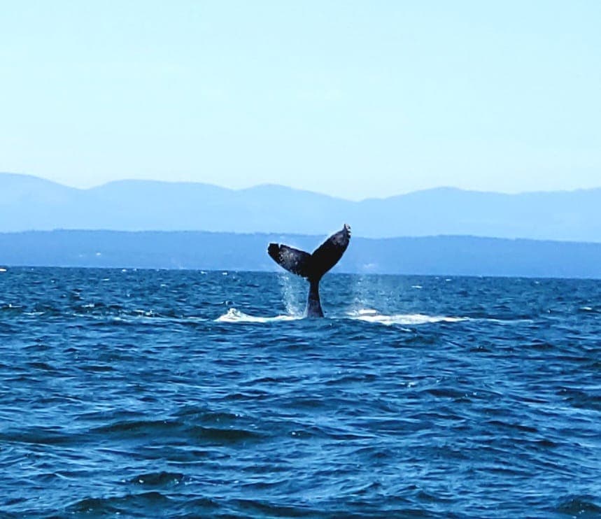 Vancouver Whale Watch