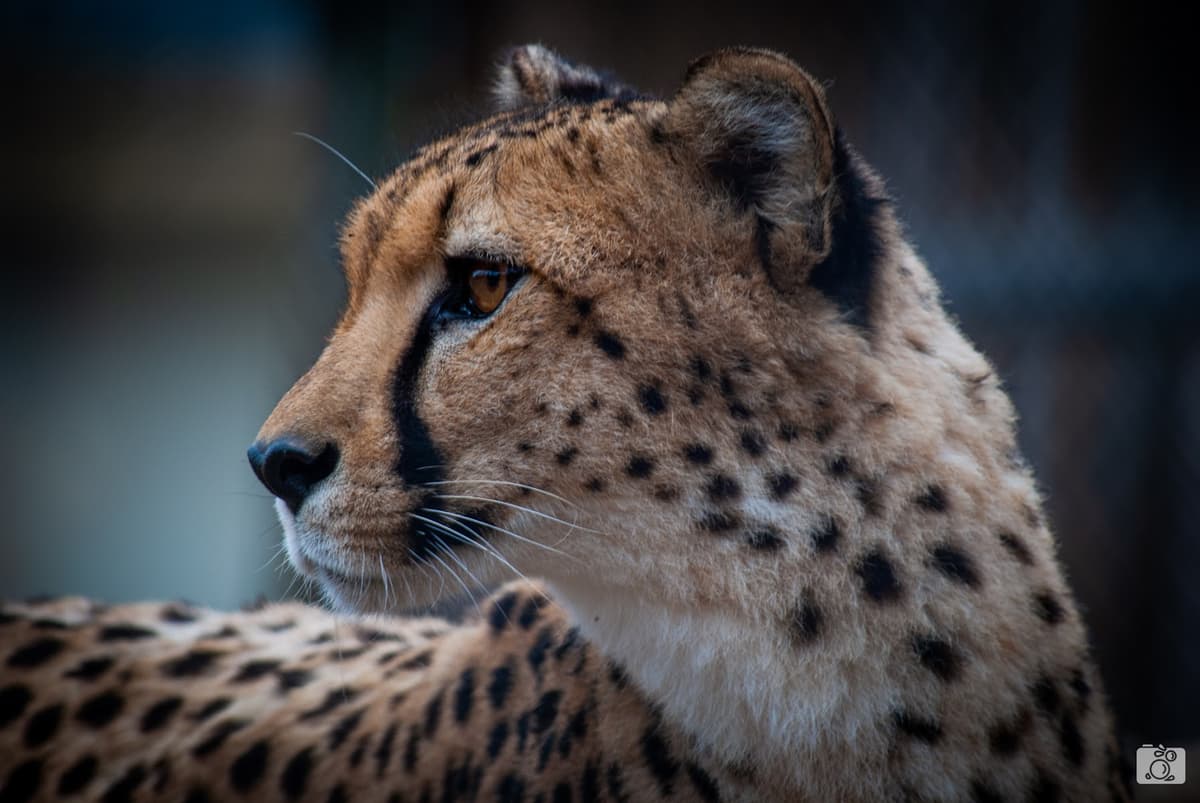 NOVA Wild — photo 1 of 1