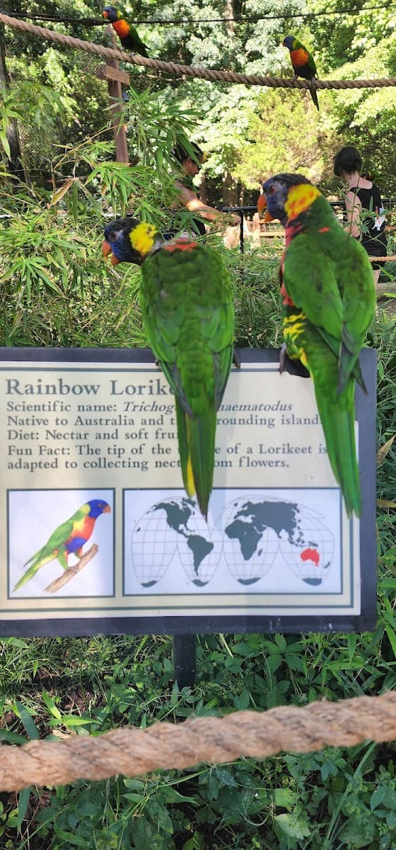 Lorikeet Glen