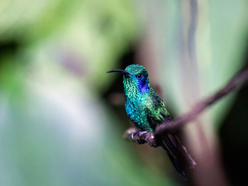 Horizontes Nature Tours Costa Rica