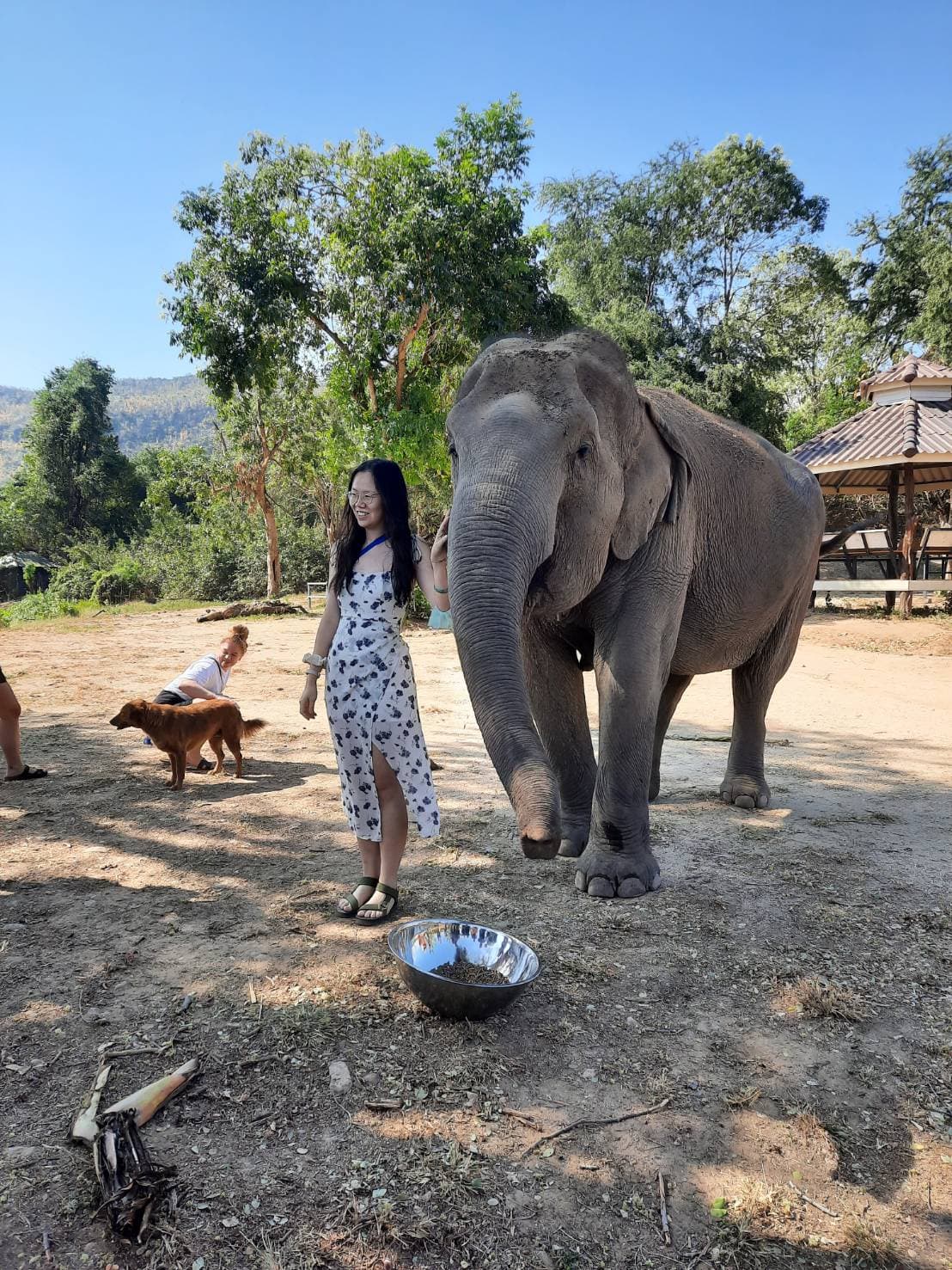 Elephant sanctuary from bangkok (office)