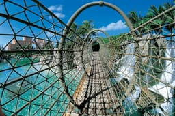 Predator Lagoon
