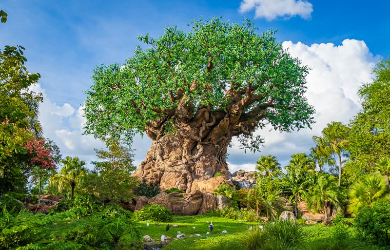 Disney's Animal Kingdom Theme Park — photo 1 of 1