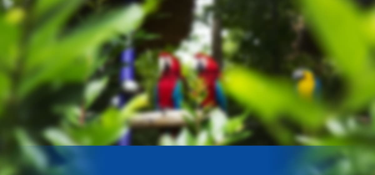 Parrot Mountain and Gardens