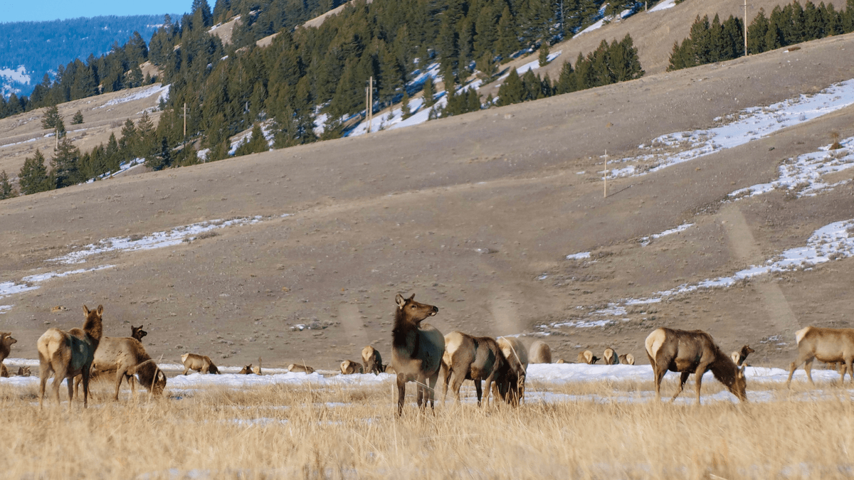 National Elk Refuge & Greater Yellowstone Visitor Center — photo 1 of 1