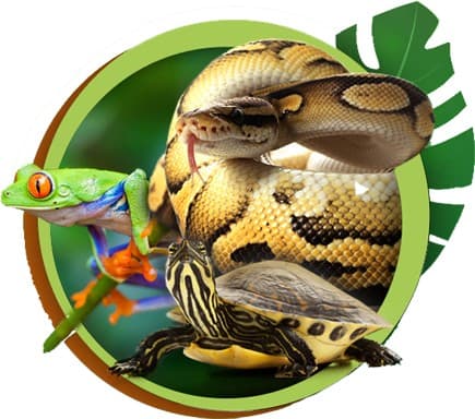 Magazoo The Universe Of Reptiles