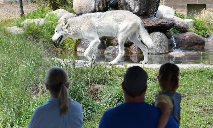 Grizzly & Wolf Discovery Center