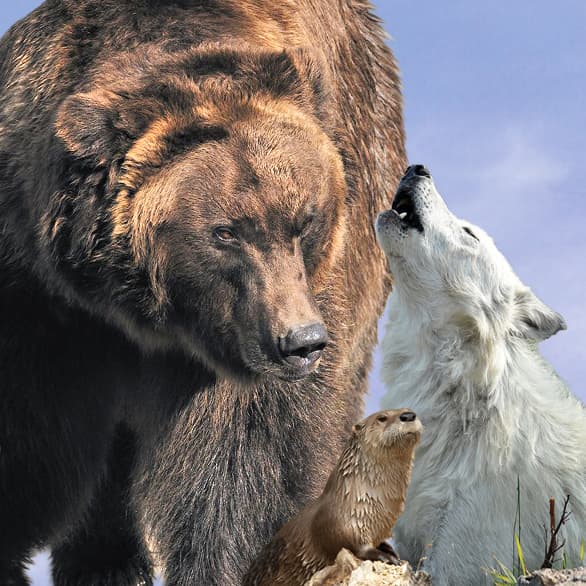 Grizzly & Wolf Discovery Center