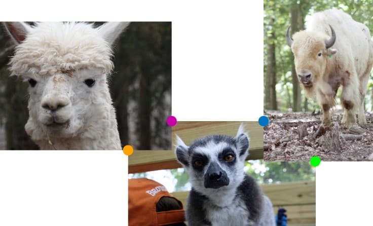 Briarwood Ranch Safari Park