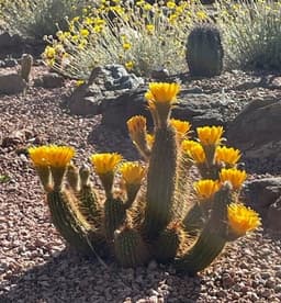 Arizona Botanical Gardens