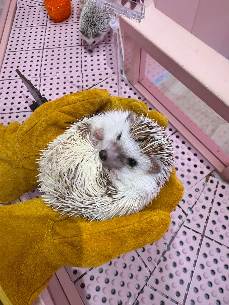 Harajuku Kawaii Land Kyun Kyun Animal Petting