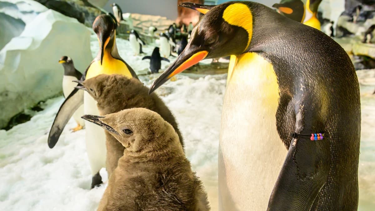 Penguin Encounter