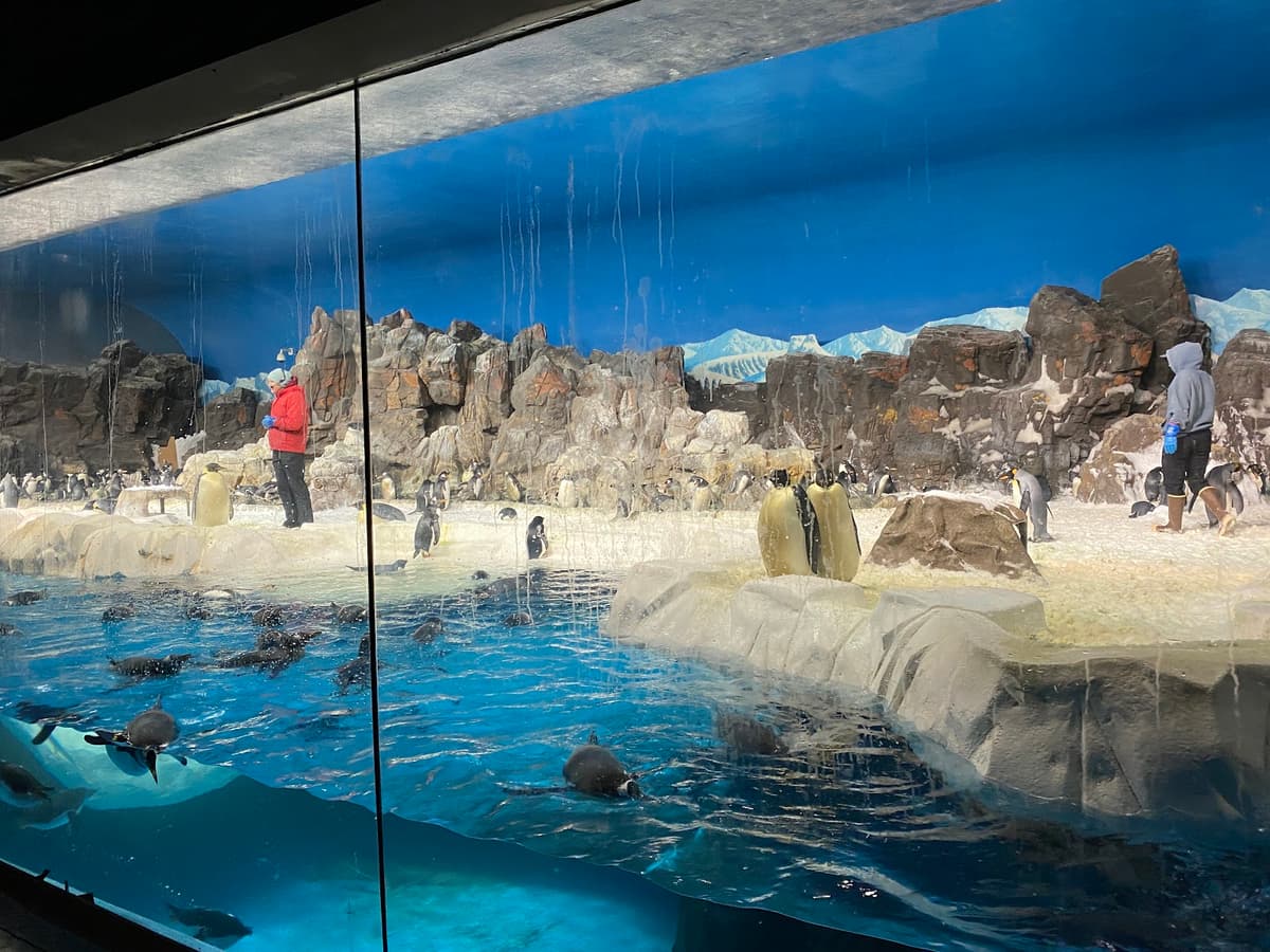 Penguin Encounter — photo 1 of 1